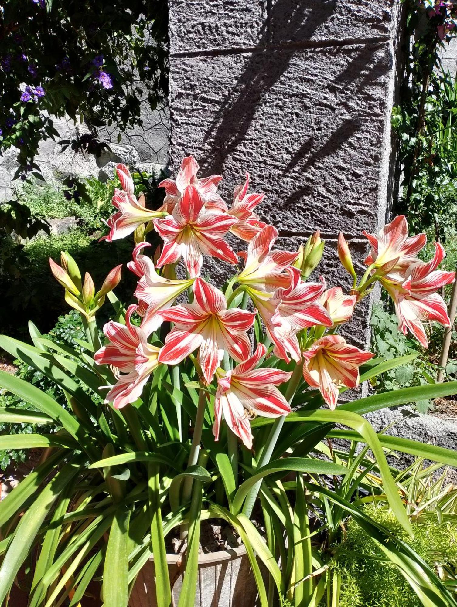 Casa Romeo Villa Adrano Eksteriør bilde